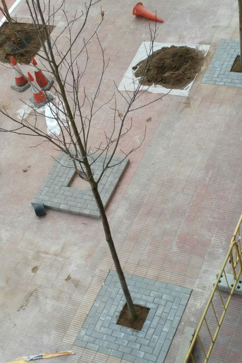 Colocación de jardineras y árboles en la avenida balmes, lleida. Arnó